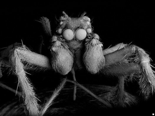 Mopsus (spider) Jumping Spider Mopsus mormon Australian Museum