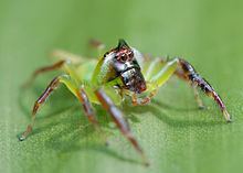 Mopsus (spider) httpsuploadwikimediaorgwikipediacommonsthu