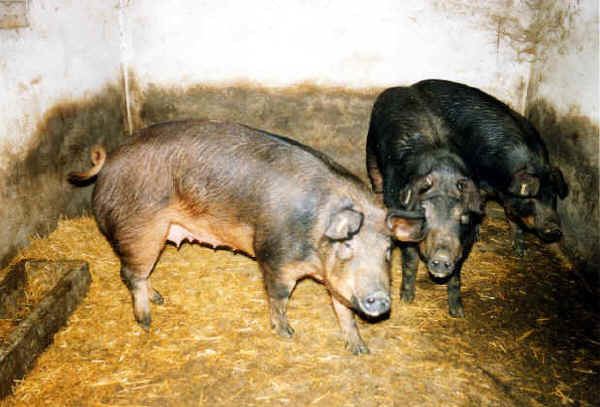 Mora Romagnola Italian breeds of swine The Mora Romagnola