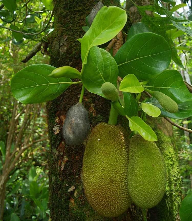 Moraceae Moraceae species list Mulberry family or Fig of Hawaii Tropical