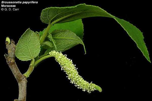 Moraceae Flowering Plant Families UH Botany
