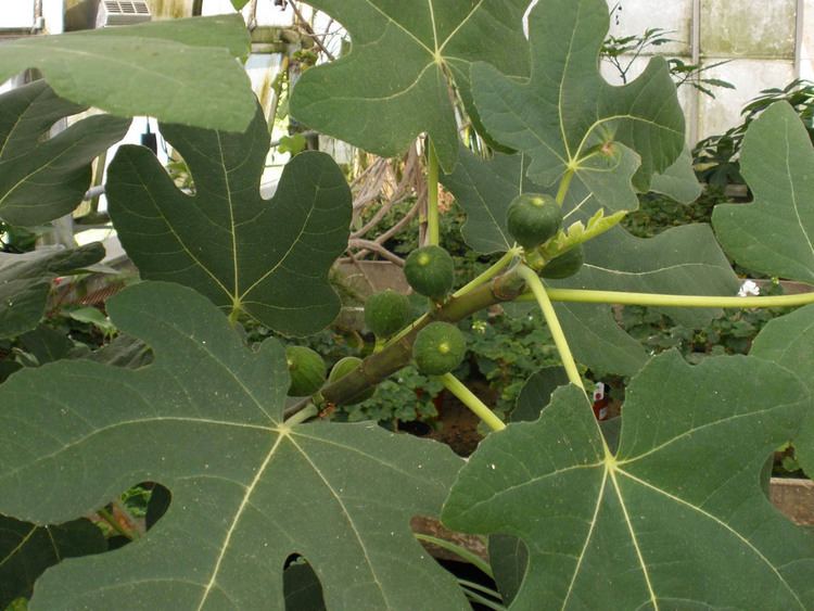 Moraceae Ficus carica Moraceae image 17867 at PhytoImagessiuedu