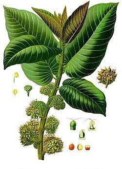 Moraceae httpsuploadwikimediaorgwikipediacommonsthu