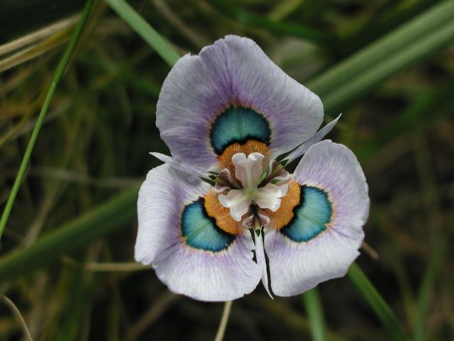 Moraea Pacific Bulb Society Moraea Species Ten