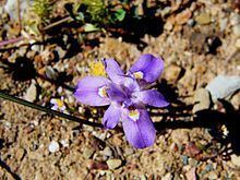 Moraea setifolia httpsuploadwikimediaorgwikipediacommonsthu
