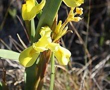 Moraea spathulata httpsuploadwikimediaorgwikipediacommonsthu