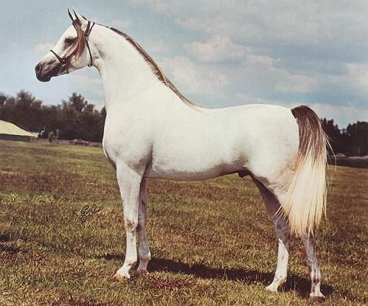 Morafic Ibn Morafic Lineage pedigree of my two Beautiful Arabian Horses