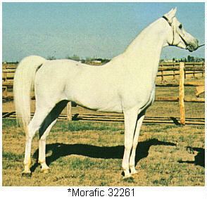 Morafic Morafic Black Arabian Stallion Homozygous Arabian Foals Black