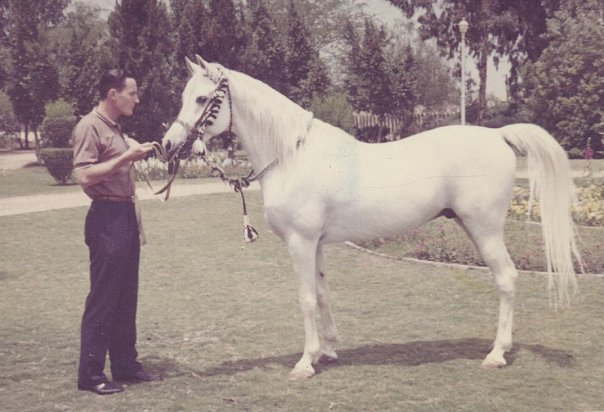 Morafic Morafic Arabian Horse Pedegru