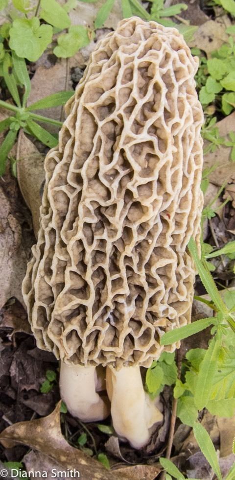 Morchella americana MOREL NAMES FUNGIKINGDOMnet Dianna Smith