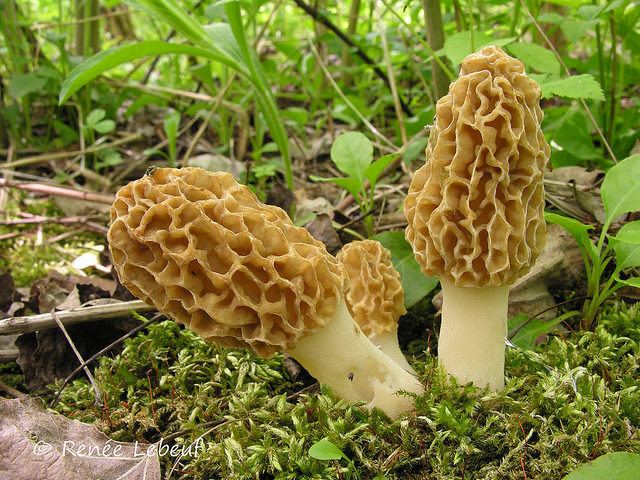 Morchella americana Champignons du Qubec Morchella americana