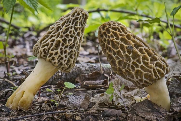 Morchella americana Mushroom Observer Observation 204320 Morchella americana Clowez