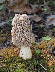 Morchella americana httpsuploadwikimediaorgwikipediacommonsthu