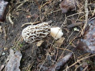 Morchella deliciosa Morchella deliciosa Fr Discover Life