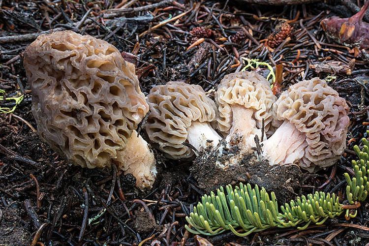 Morchella snyderi California Fungi Morchella snyderi