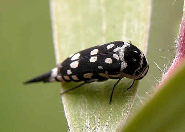 Mordellidae Family Mordellidae Pintail Beetles