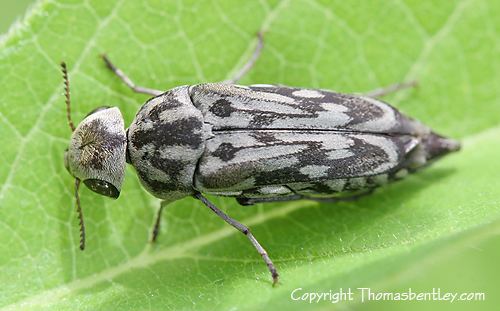 Mordellidae Tumbling Flower Beetles Mordellidae Yakuhananomia bidentata