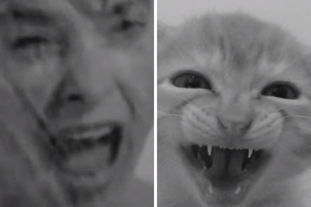 More Kittens movie scenes ADORABLE Psycho shower scene recreated with kittens PASDID E YOUTUBE 