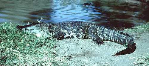 Morelet's crocodile Morelet39s Crocodile Crocodylus moreletii