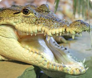 Morelet's crocodile Morelet39s crocodile Cotswold Wildlife Park and Gardens