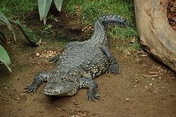 Morelet's crocodile httpsuploadwikimediaorgwikipediacommonsthu