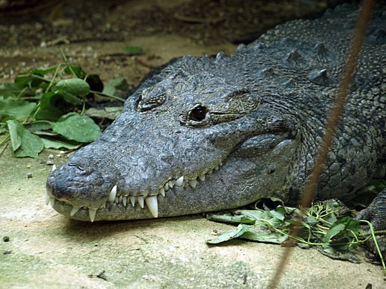 Morelet's crocodile Morelet39s crocodile ZooChat
