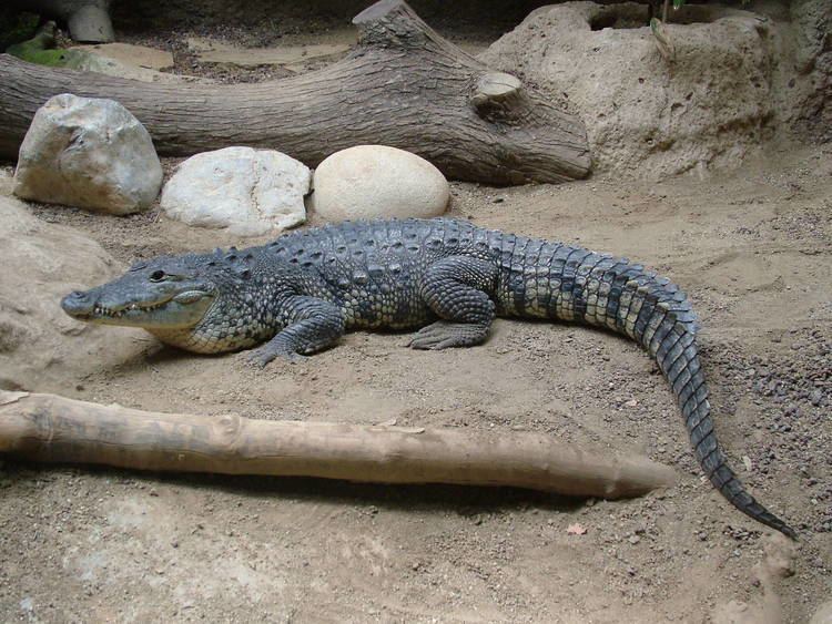 Morelet's crocodile Morelet39s Crocodile at Barcelona 300511 ZooChat