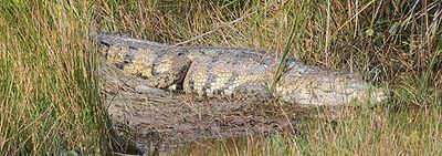 Morelet's crocodile Morelet39s crocodile Wikipedia