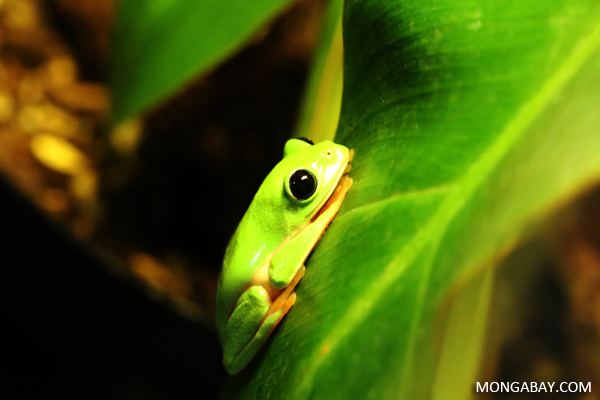 Morelet's Tree Frog (Agalychnis moreletii), is holding onto a leaf grass, and has a green body and black eyes.