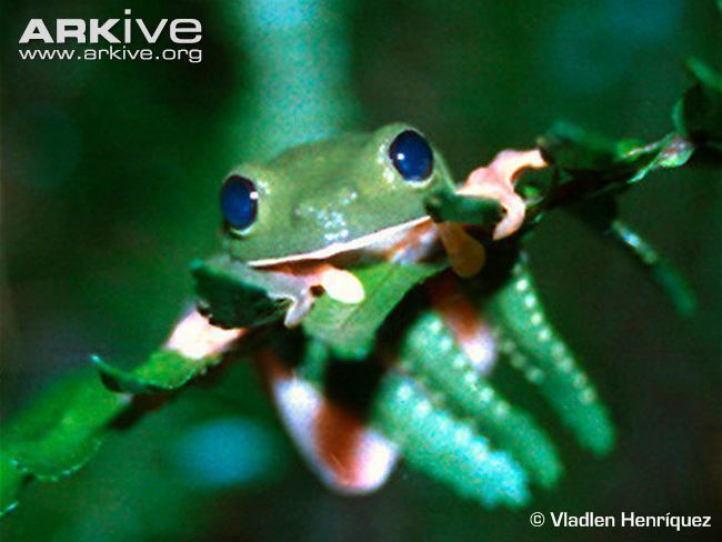 Morelet's Tree Frog (Agalychnis moreletii), is holding onto a leaf grass, and has a green body, blue eyes, and brown underbelly.