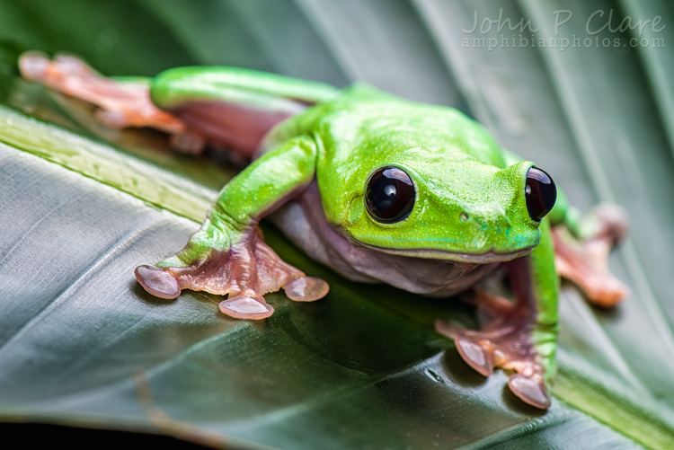 Morelet's Tree Frog (Agalychnis moreletii), is holding onto a leaf grass, and has a green body, black eyes, and brown underbelly.