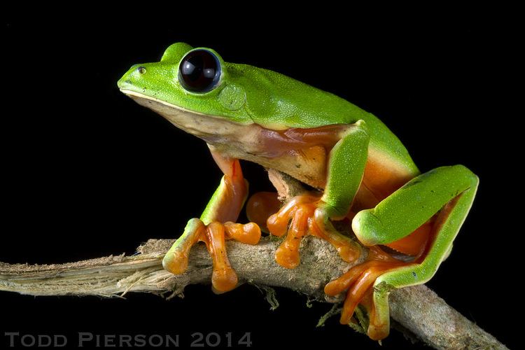 Morelet's Tree Frog (Agalychnis moreletii), is holding onto a branch, has a green body, and has blue eyes and a brown underbelly.