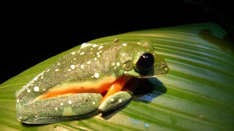 Morelet's Tree Frog (Agalychnis moreletii), is holding onto a leaf grass, and has a green body with white spots, black eyes, and a brown underbelly.