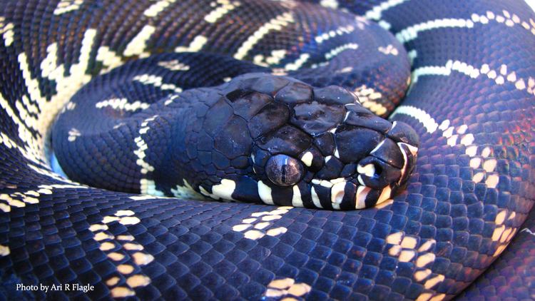 Morelia boeleni Simalia Boeleni Boelens Python Pythonidae