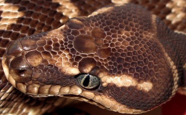 Morelia carinata Roughscale Python Collection Pythons Specialising in Australia39s