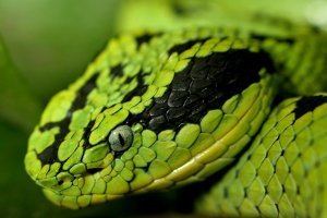 Morelia (snake) Snake Wallpaper