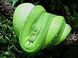 Morelia (snake) Morelia snake Wikipedia