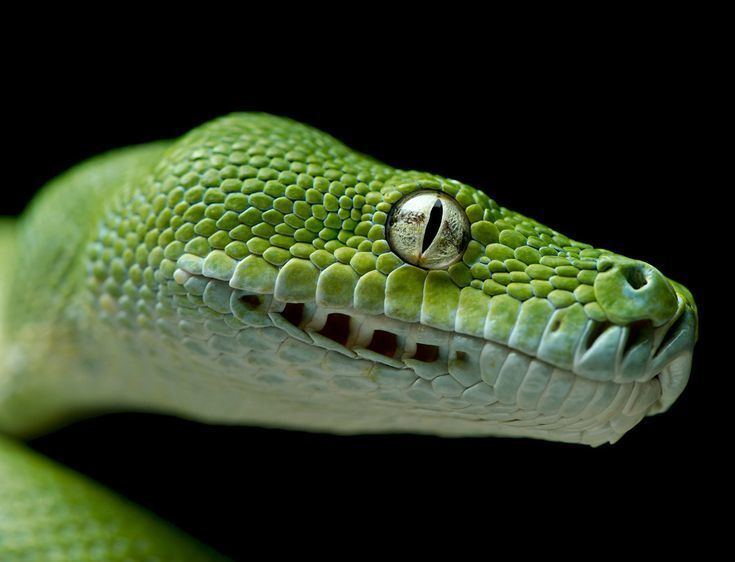 Morelia (snake) 1000 images about Snakes snakes and snakes on Pinterest Python