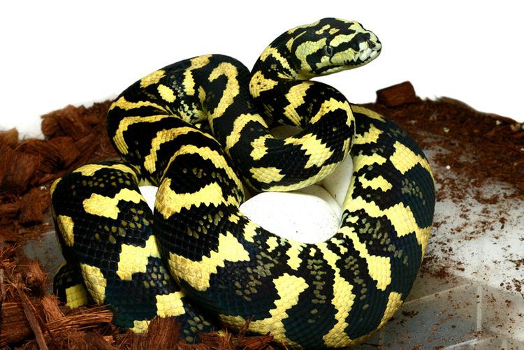 Morelia spilota Morelia Spilota Cheynei Jungle Carpet Python Pythonidae