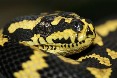 Morelia spilota cheynei Morelia Spilota Cheynei Jungle Carpet Python Pythonidae