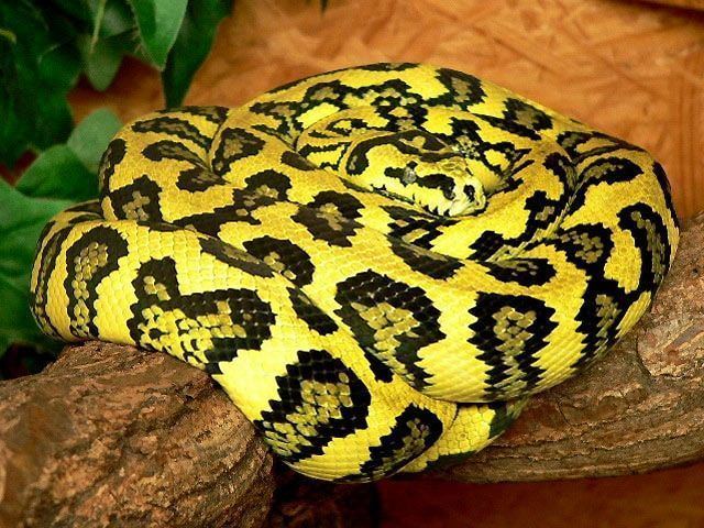 Morelia spilota Jungle carpet python Morelia spilota cheynei Pythons Pinterest