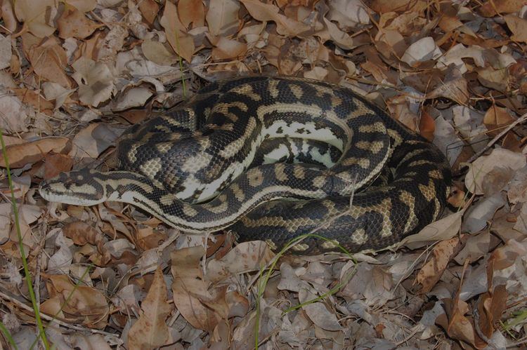 Morelia spilota imbricata Pet Magic Southwestern Carpet Python