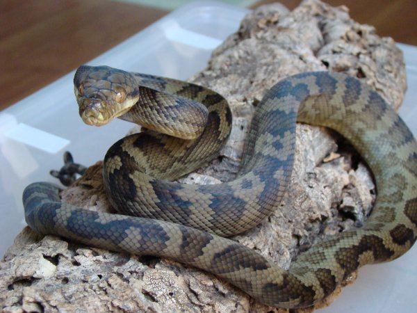 Morelia tracyae Halmahera Python Facts and Pictures Reptile Fact