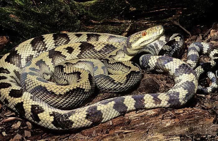 Morelia tracyae Advice on breeding Halmahera Pythons Vida Preciosa