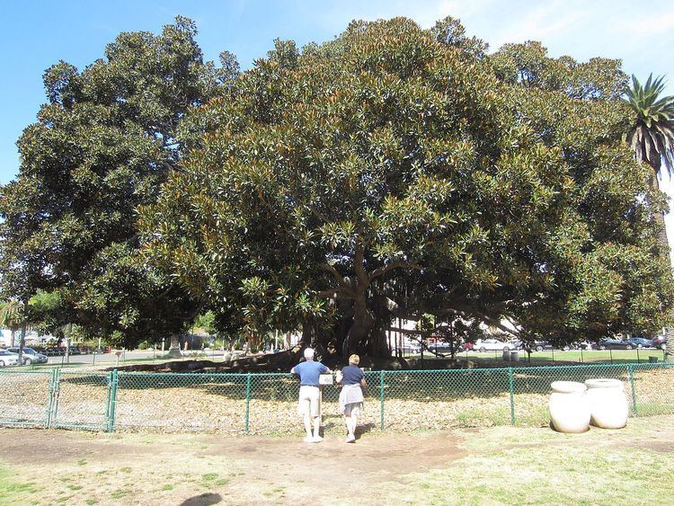 Moreton Bay fig (Balboa Park)