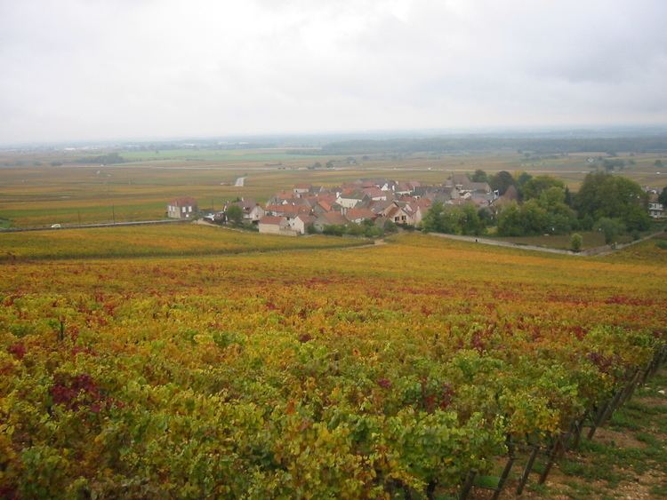 Morey-Saint-Denis wine
