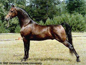 Morgan horse wwwansiokstateedubreedshorsesmorganstallio2jpg