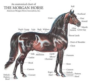 Morgan horse American Morgan Horse Association Ideal Morgan