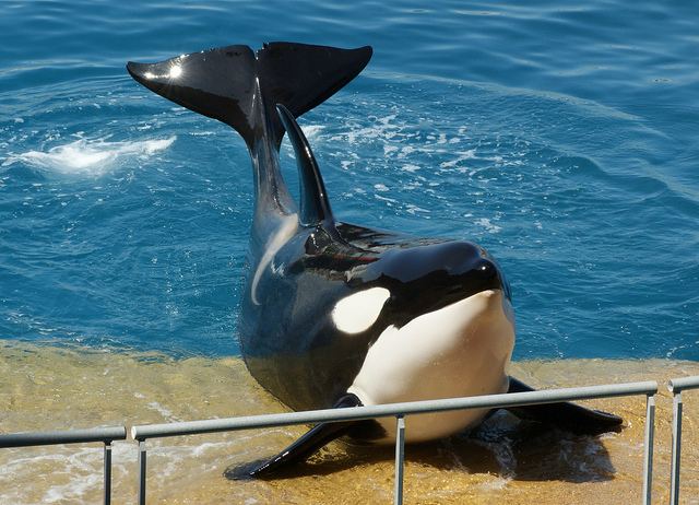 Morgan (orca) Back in court orca Morgan needs your help The Black Fish