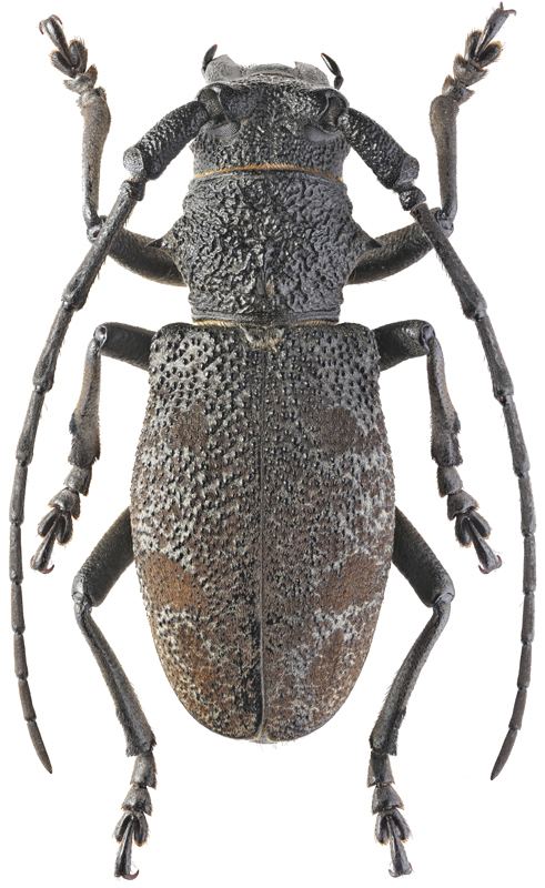 Morimus Morimus verecundus Faldermann 1836 Cerambycidae